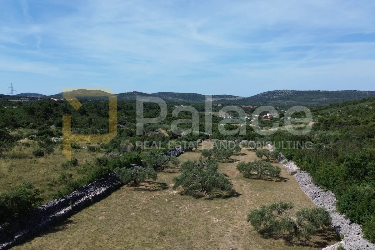 slikoviti ograđeni maslinik sa rodnim maslinama, bilice, 4626 m2 - slika 2