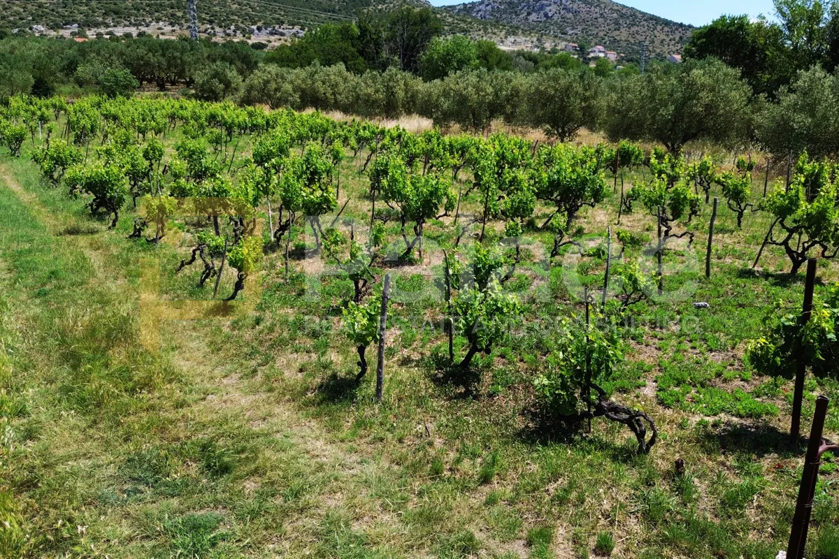 prodaja vinograda 1.470m2 - donje polje - slika 7