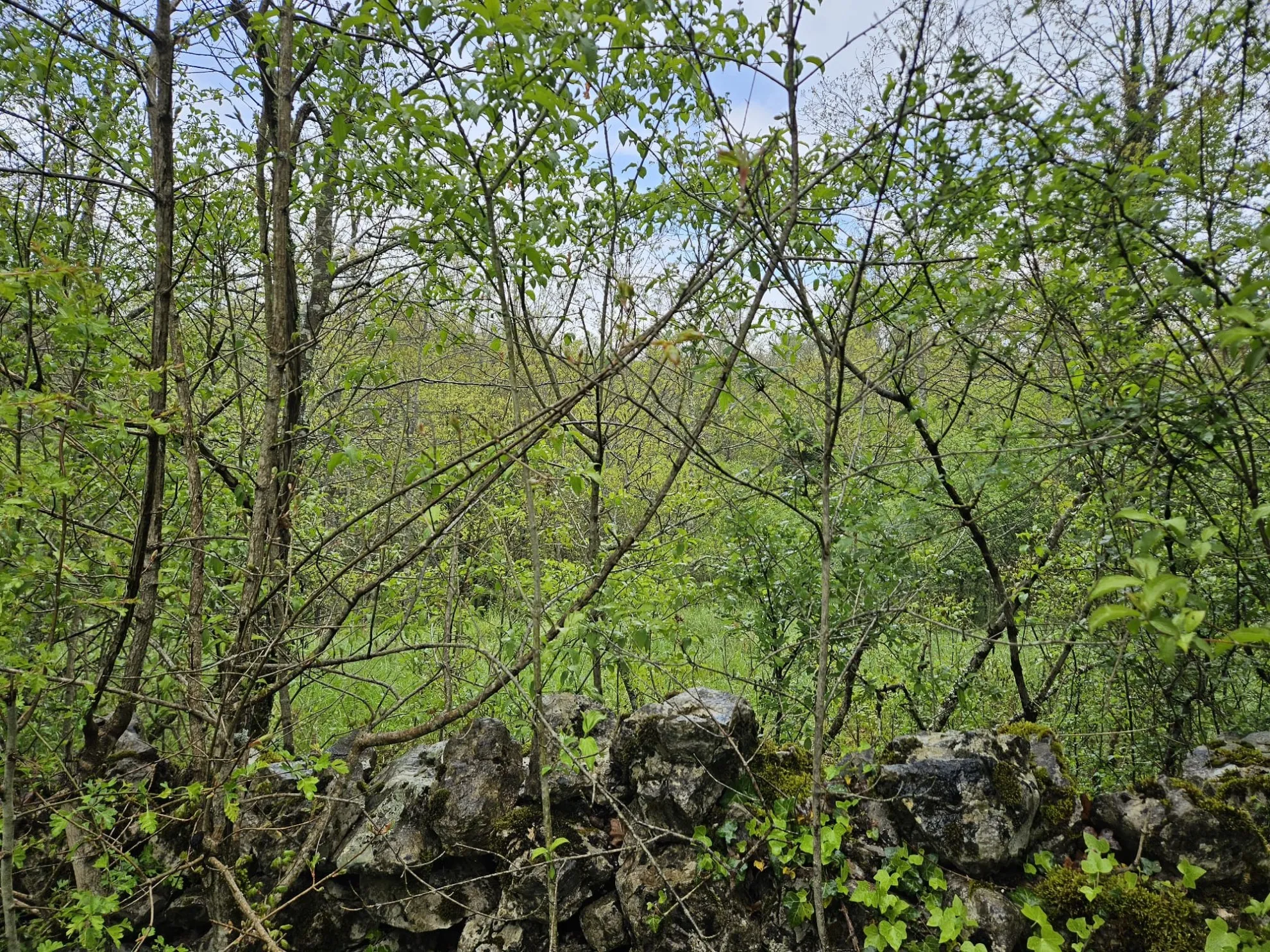 građevinski teren u mirnom okruženju – mali brgud, matulji, 1259m2 - slika 3