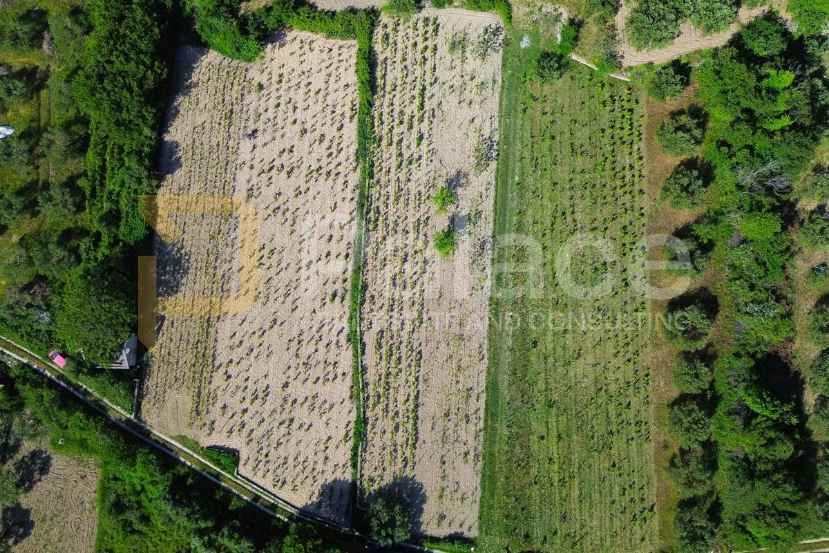 prodaja vinograda 700m2 - donje polje - slika 4