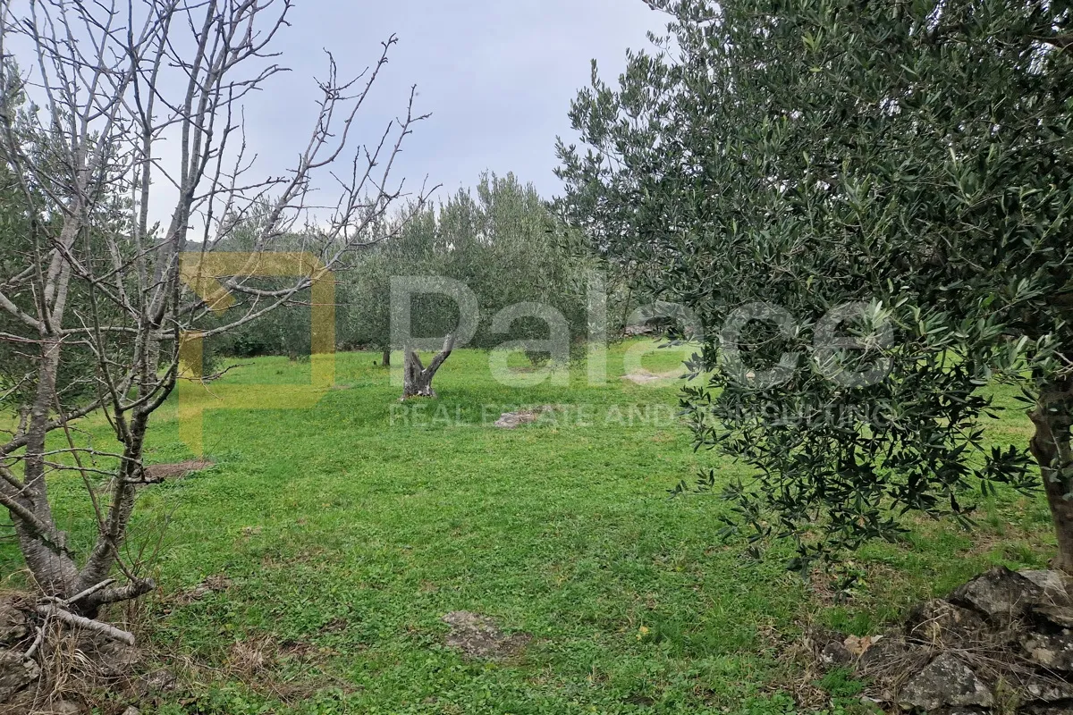 uređeni maslinik, dubrava kod šibenika, 3992 m2 - slika 2