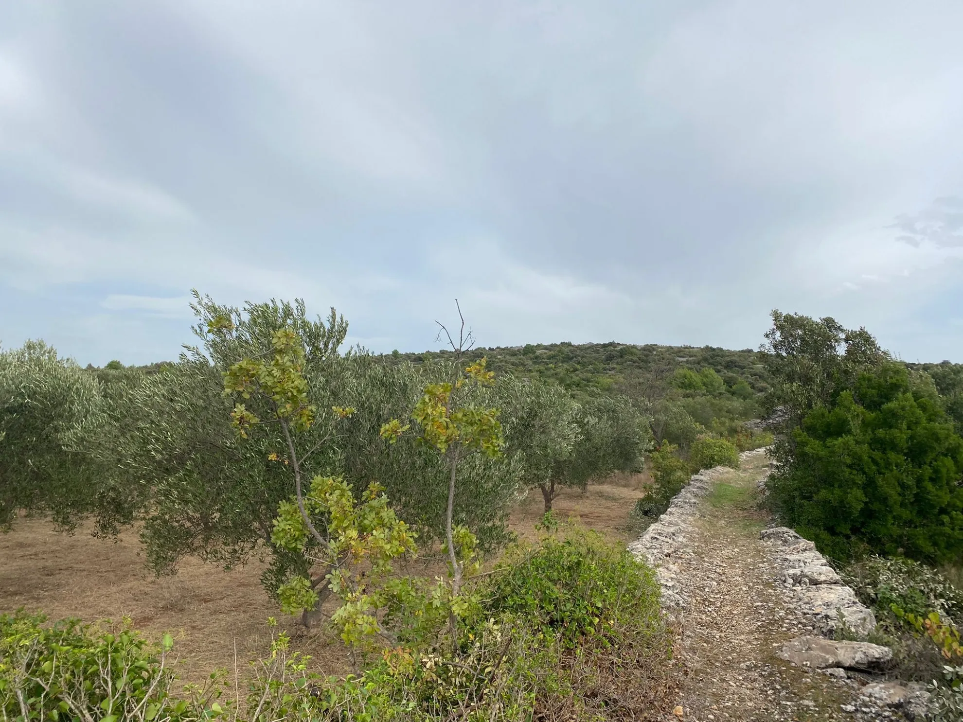 Poljoprivredno zemljište površine 3674 m2 u Županovićima - Jadrija, Šibenik