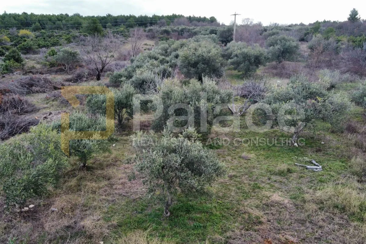 prilika: uređeni maslinik s 10 rodnih maslina s putom, 666 m2 - slika 3