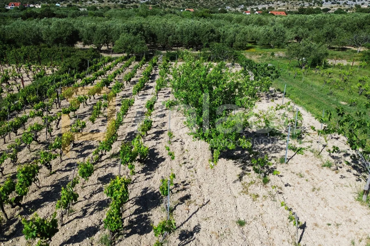 prodaja vinograda 700m2 - donje polje - slika 11
