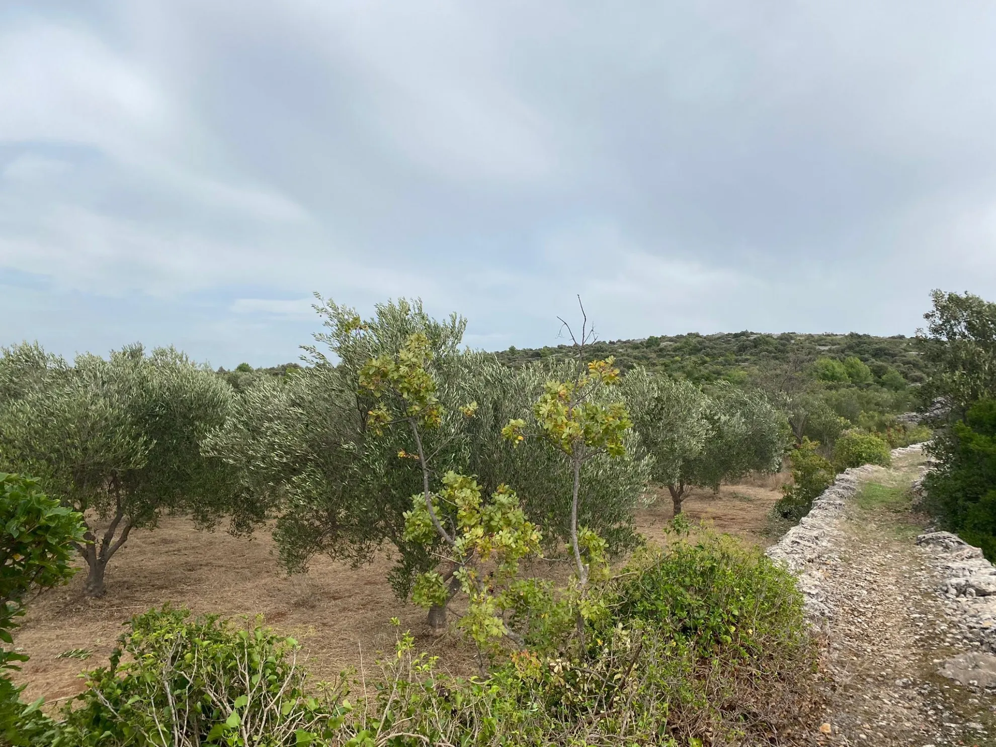 poljoprivredno zemljište površine 3674 m2 u županovićima - slika 2