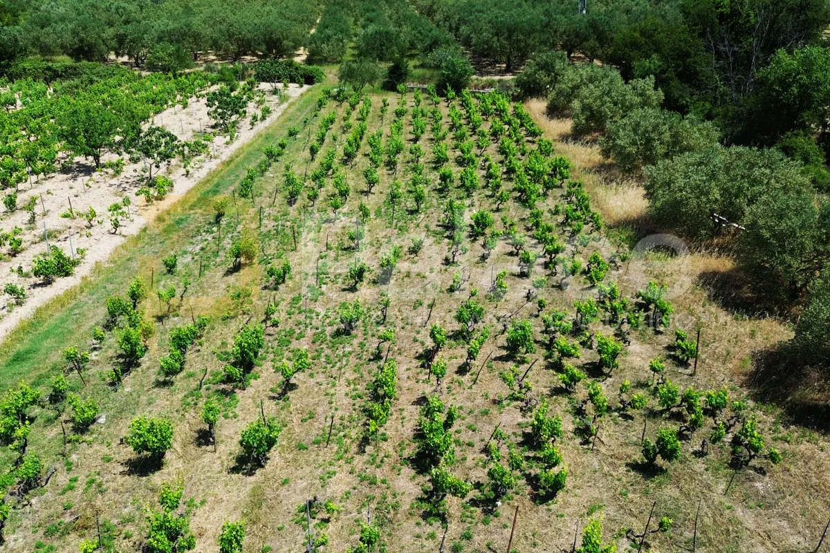 prodaja vinograda 1.470m2 - donje polje - slika 5