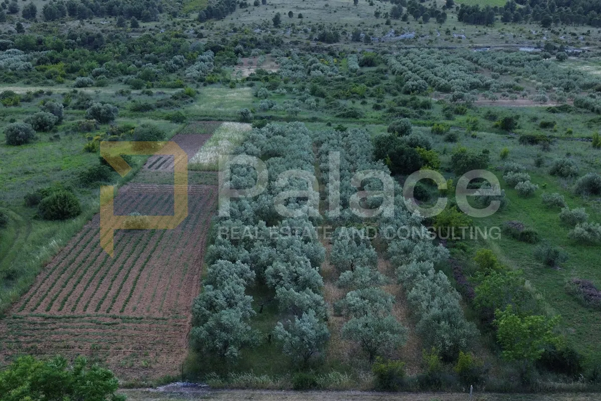 donje polje, šibenik: poljoprivredno zemljište s 40 maslina - slika 4