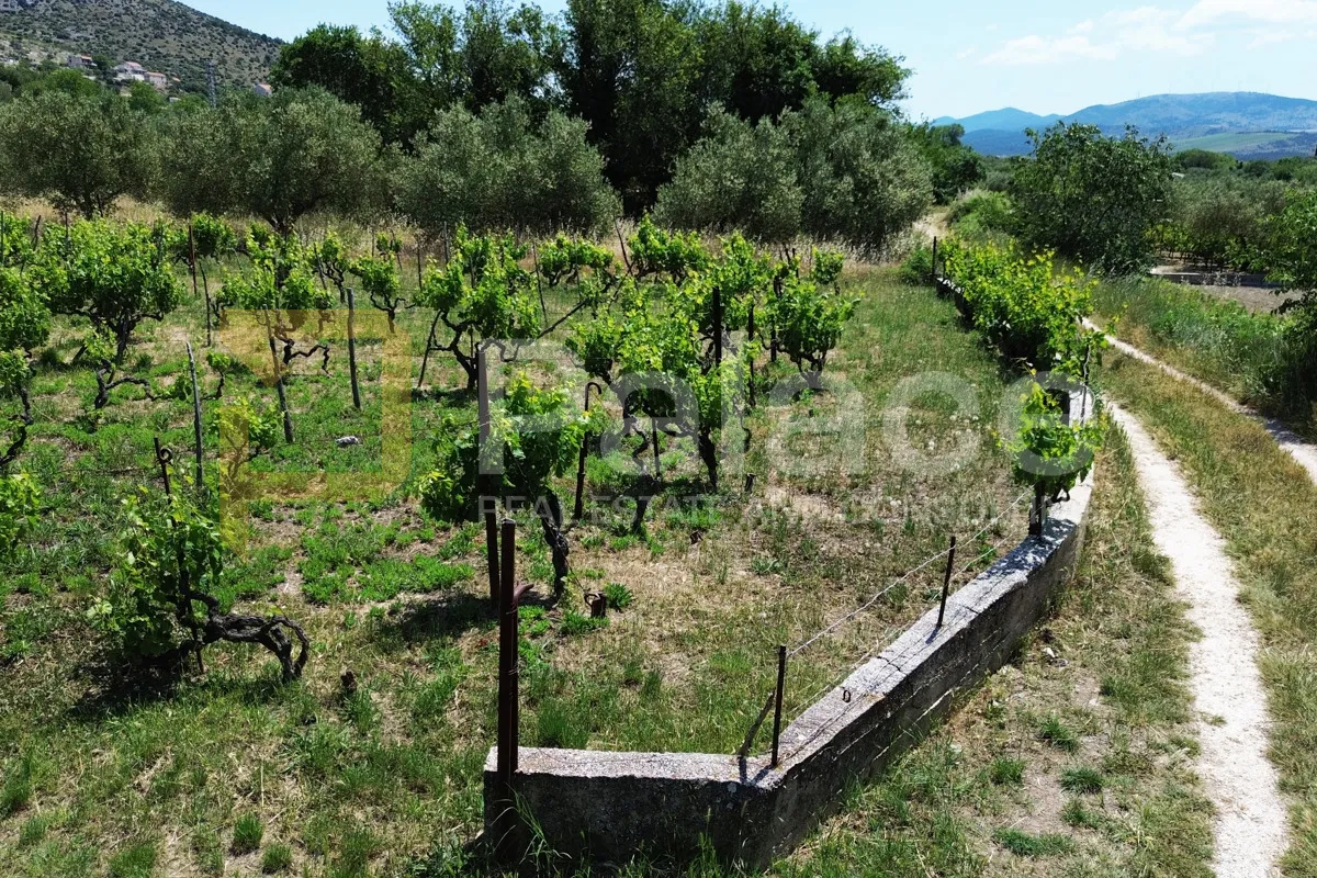 prodaja vinograda 1.470m2 - donje polje - slika 8