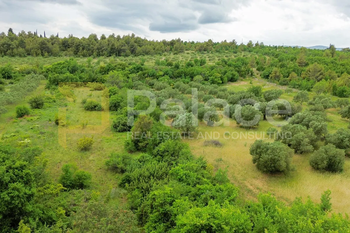 rodni maslinik s 19 maslina uredno održavan 1542 m2 skradin -međare - slika 2