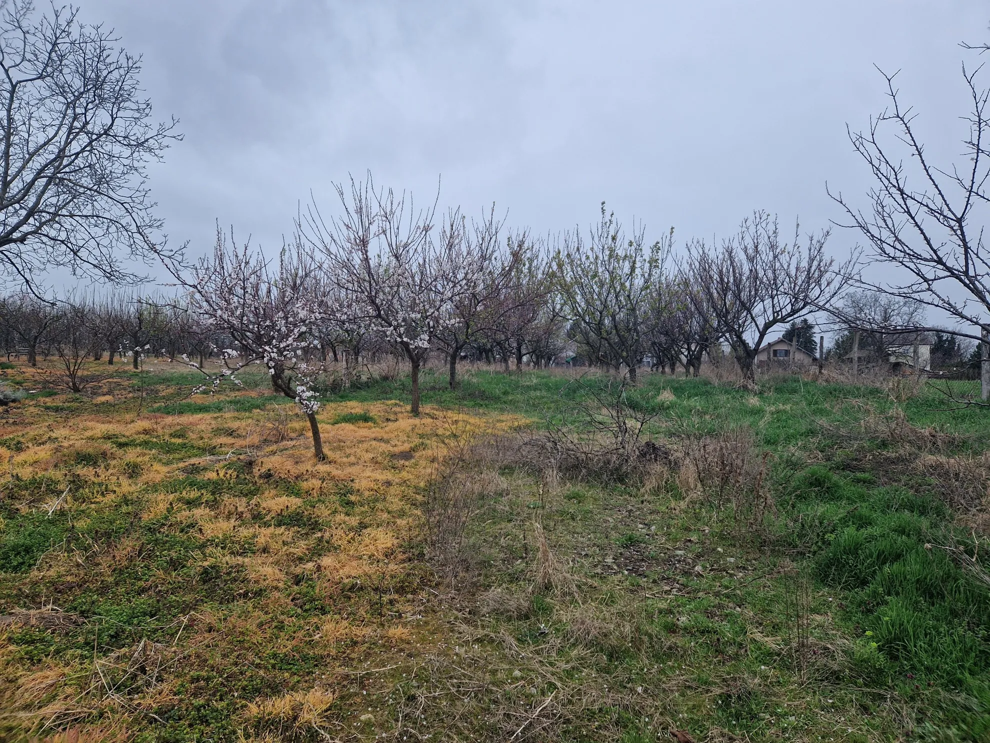 voćnjak i građevinsko zemljište 1745 m2, kneževi vinogradi - slika 3