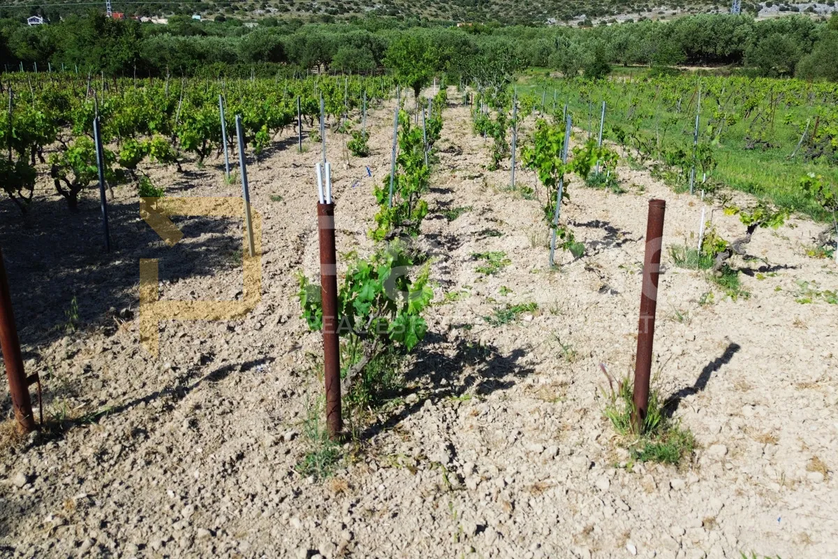 prodaja vinograda 700m2 - donje polje - slika 6
