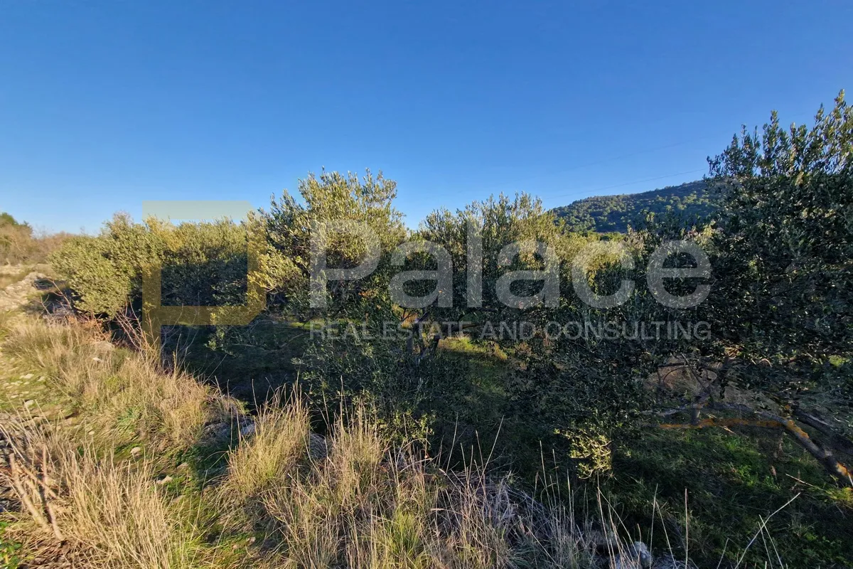 maslinik s 20 maslina, bilice-podlukovnik, 838 m2 - slika 4