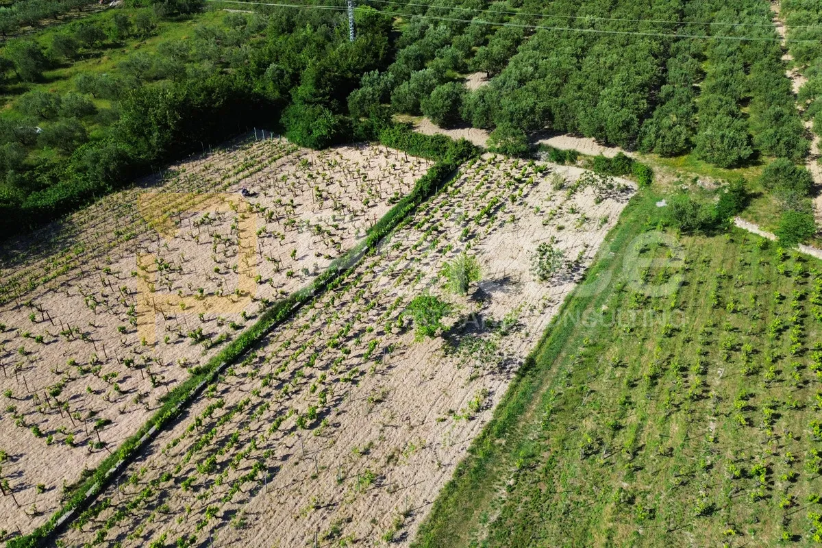 prodaja vinograda 700m2 - donje polje - slika 8