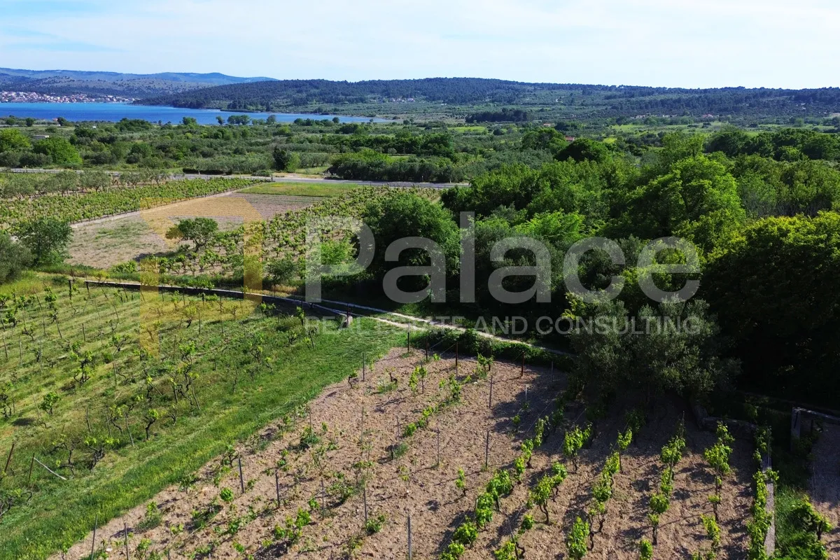 prodaja vinograda 700m2 - donje polje - slika 2