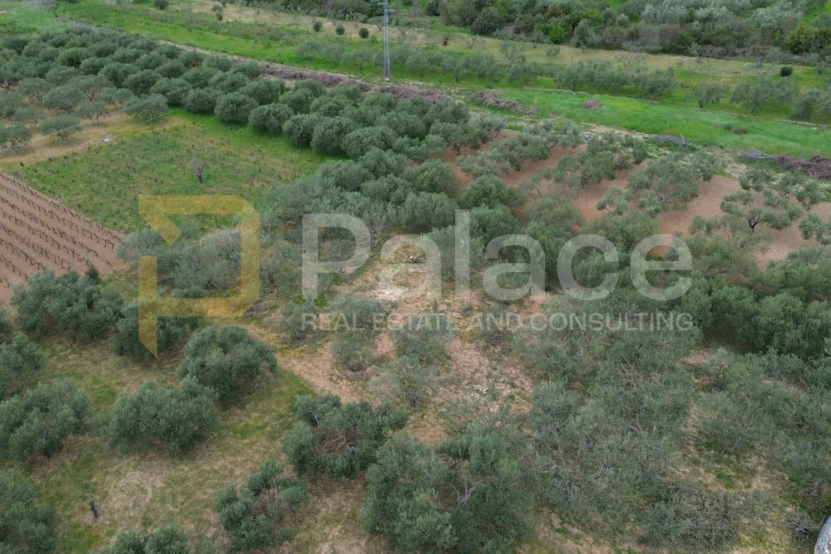 poljoprivredno zemljište s obradivim maslinama, jadrtovac, 2250m2 - slika 4