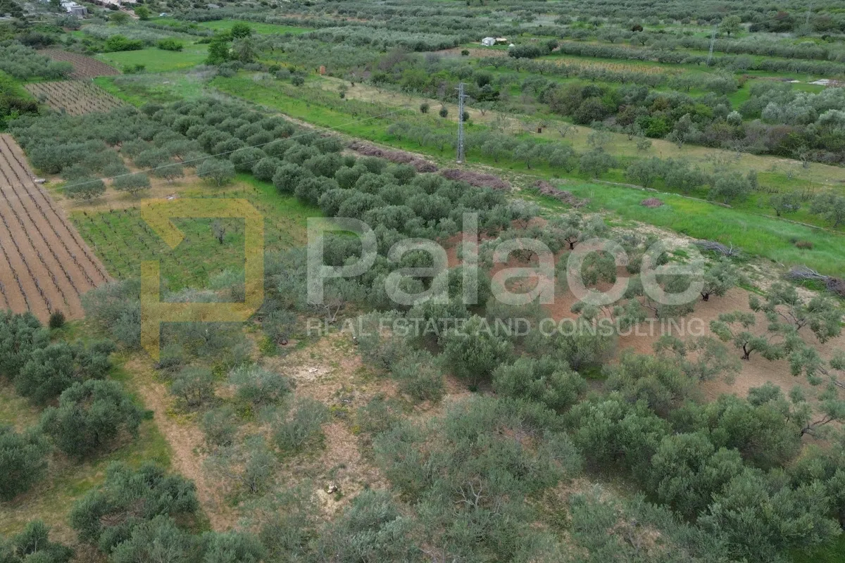 poljoprivredno zemljište s obradivim maslinama, jadrtovac, 2250m2 - slika 2