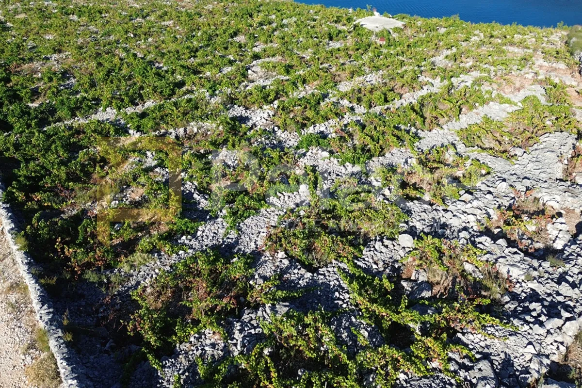 rodni vinograd uz more u primoštenu - bucavac, 6305m2 - slika 5