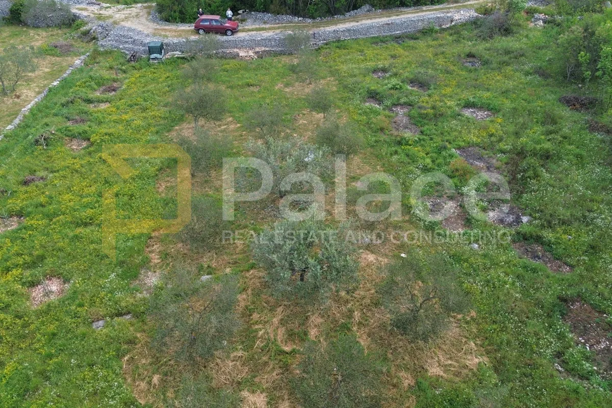 uređeni maslinik s 30 rodnih maslina, bilice, 883 m2 - slika 2