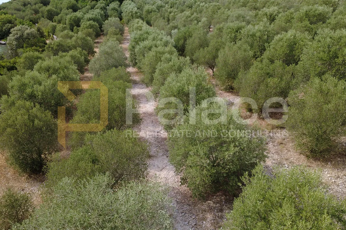 uređen maslinik uz more - 600 maslina - zaton doli - 15.000 m² - slika 4