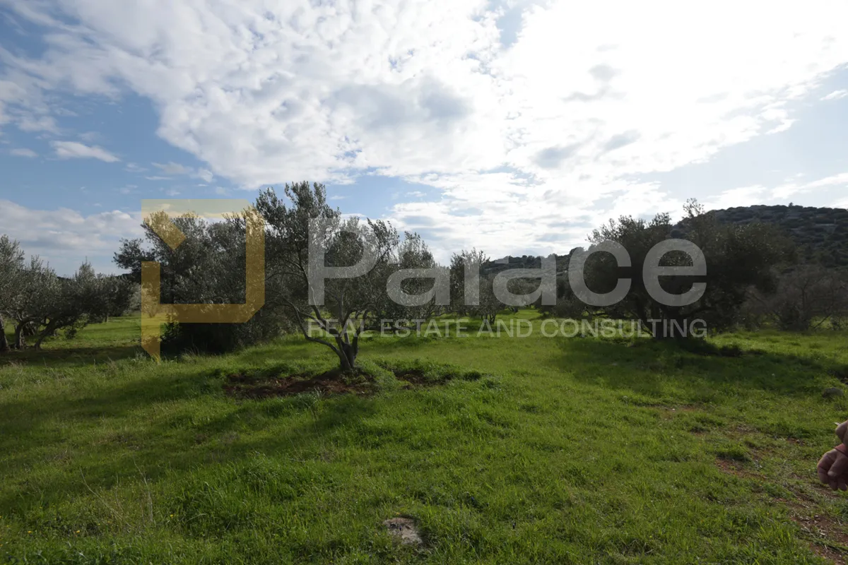 uređen i obrađivan maslinik sa 25 maslina u pirovcu, 1382 m2 - slika 5