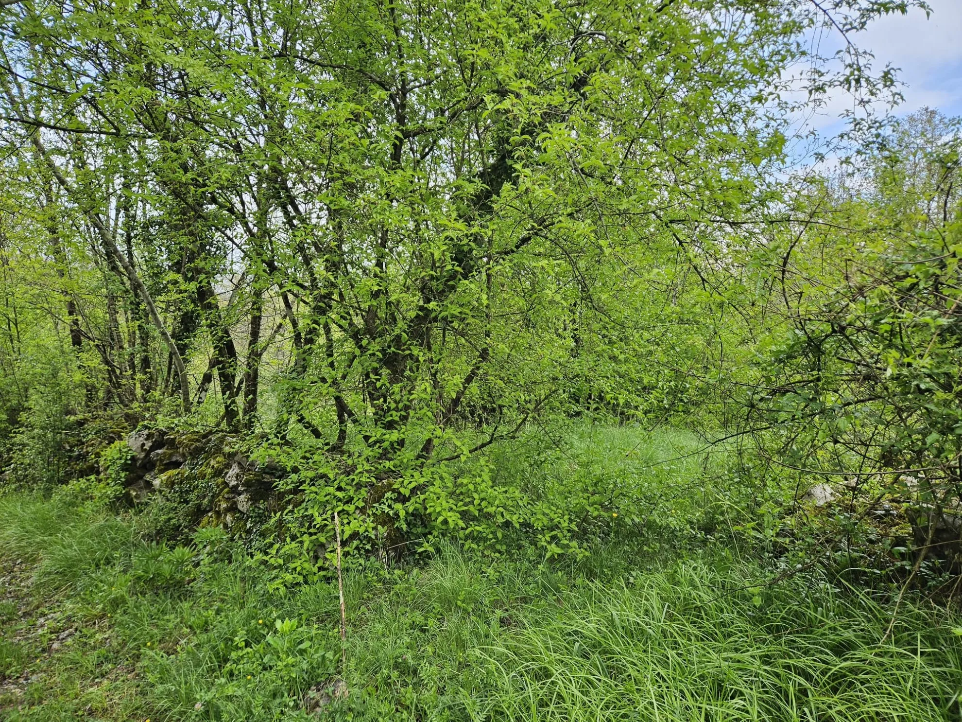 građevinski teren u mirnom okruženju – mali brgud, matulji, 1259m2 - slika 2
