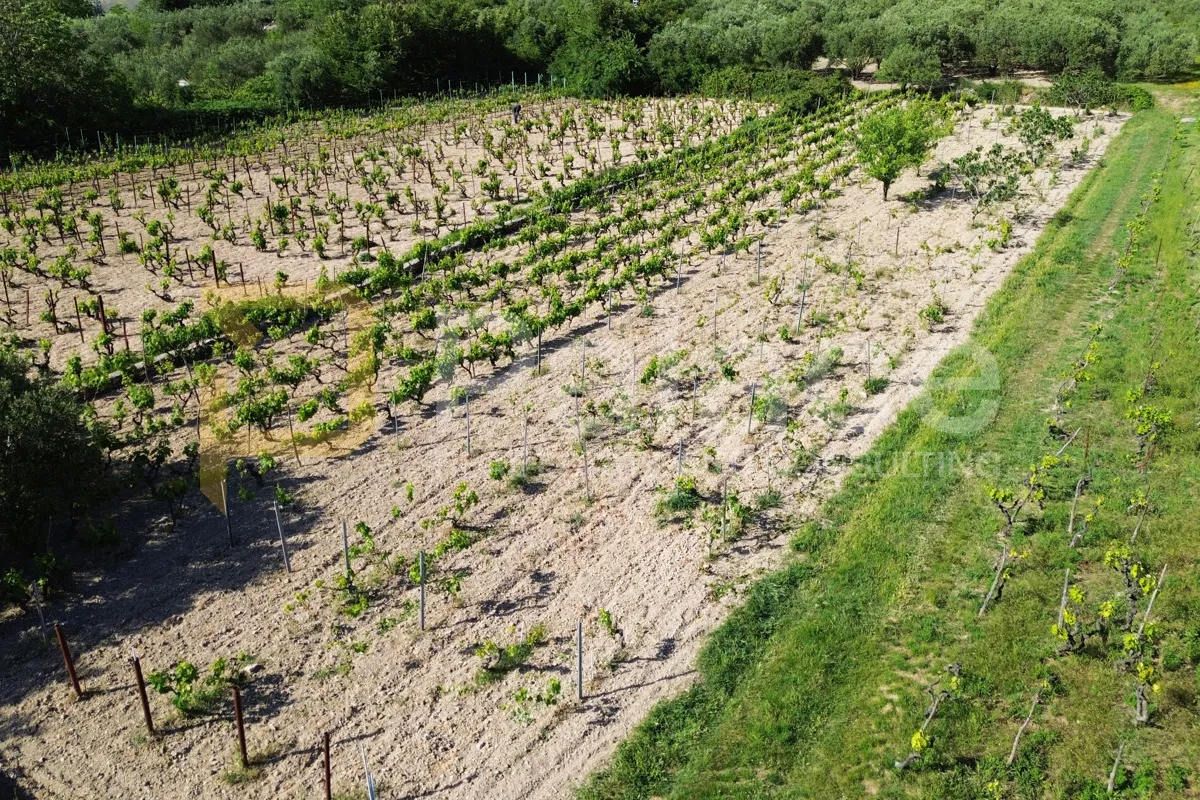 prodaja vinograda 700m2 - donje polje - slika 9