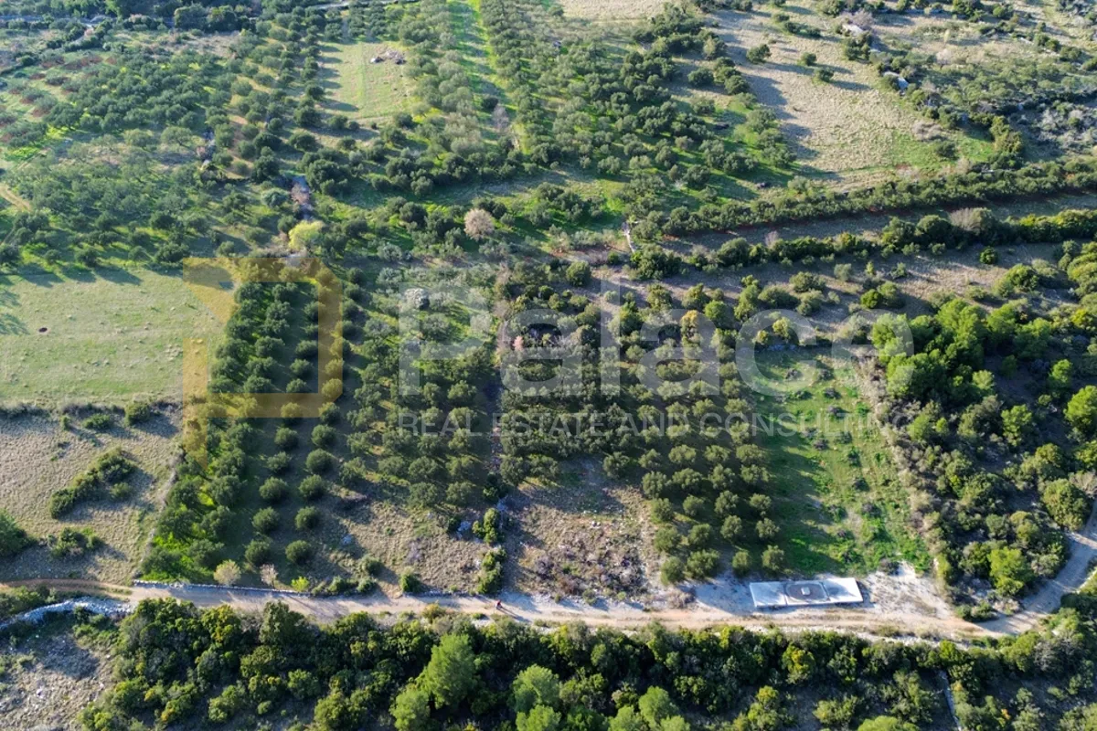 Uređeni maslinik sa odličnoj lokaciji - Dubrava kod Šibenika - Dubrava kod Šibenika, Šibenik
