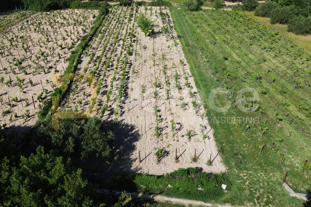 prodaja vinograda 700m2 - donje polje - slika 5