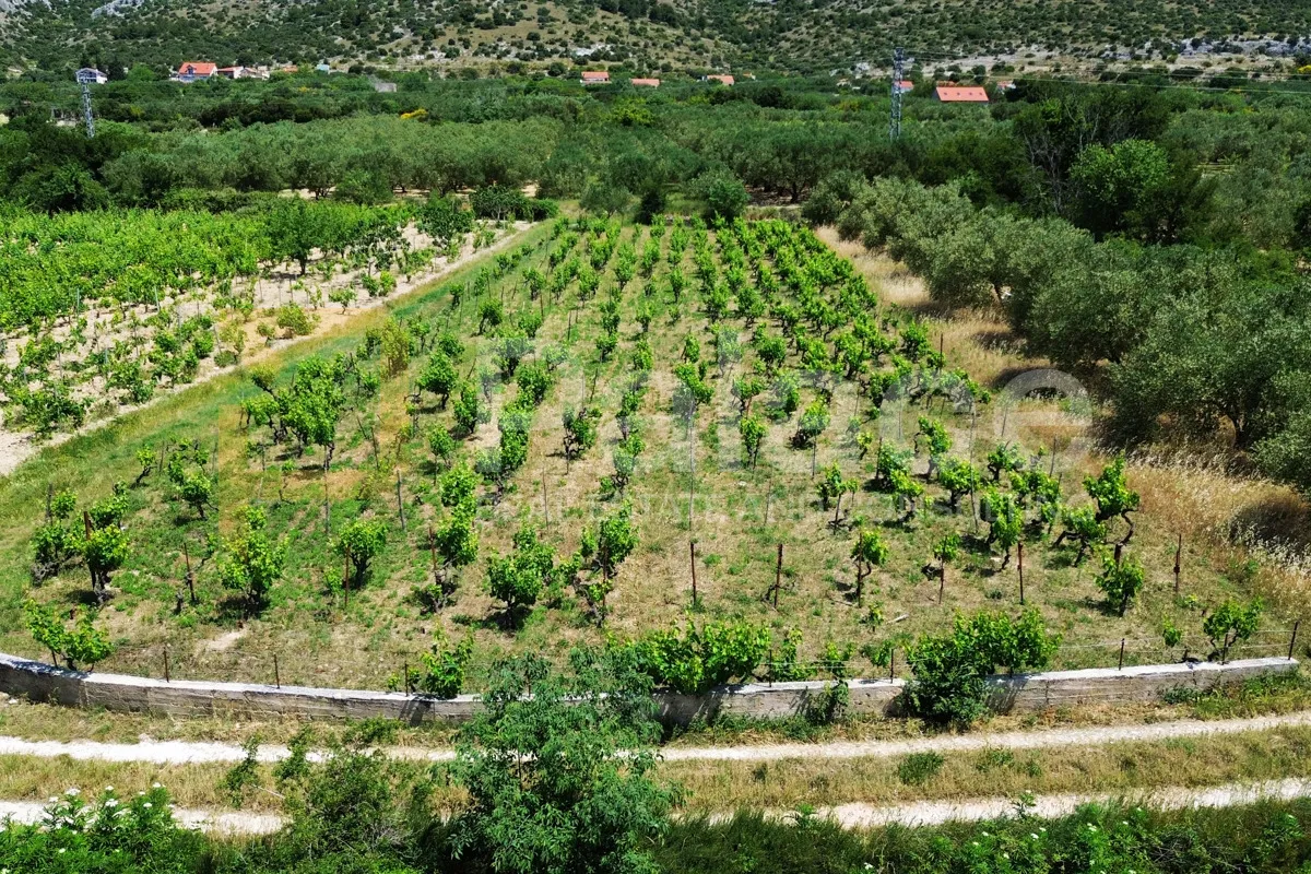 prodaja vinograda 1.470m2 - donje polje - slika 4