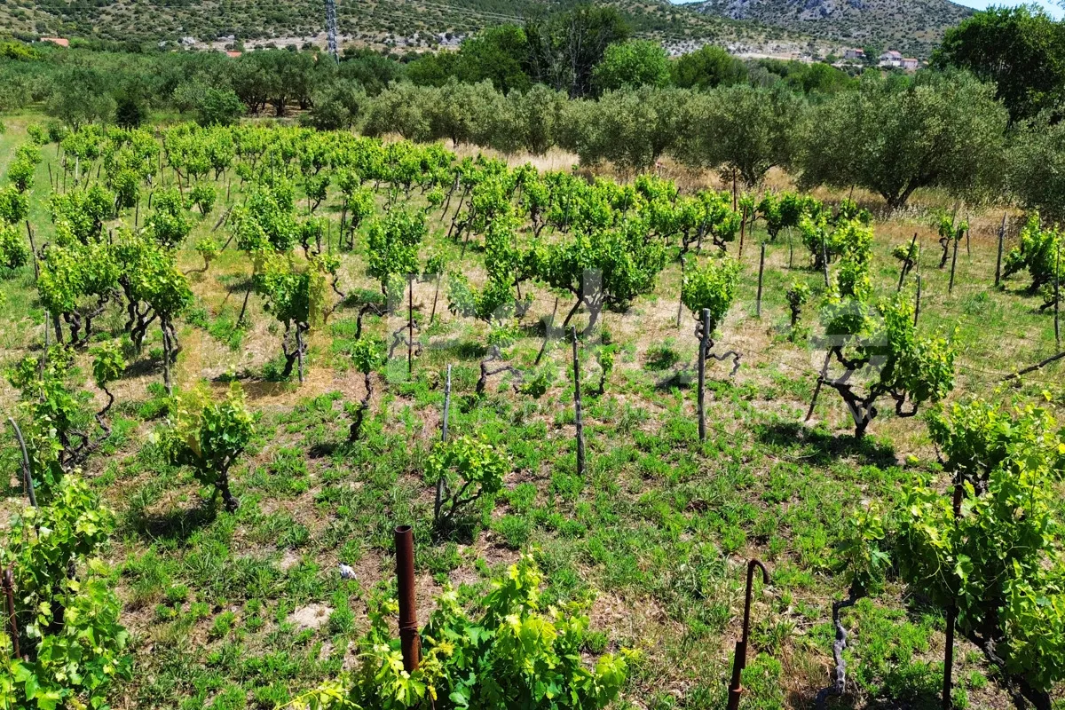 prodaja vinograda 1.470m2 - donje polje - slika 6