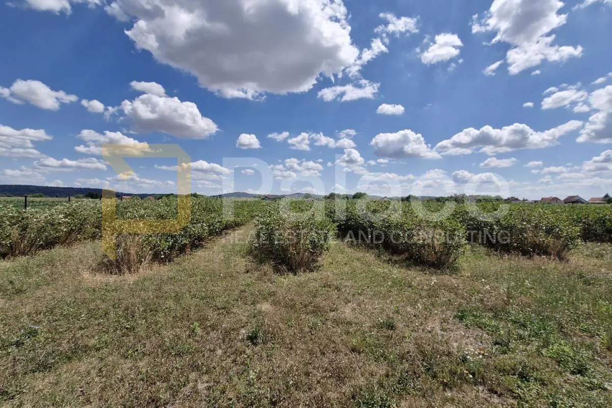 poljoprivredno zemljište – popovac, 5755 m² – aronija, ekološki uzgoj - slika 4