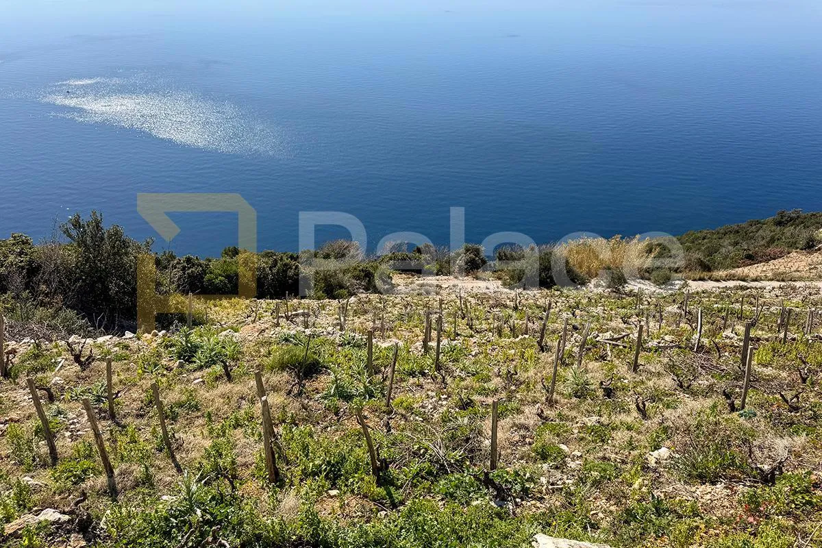 vinograd s pogledom na more i otoke - pelješac, dingač - slika 3