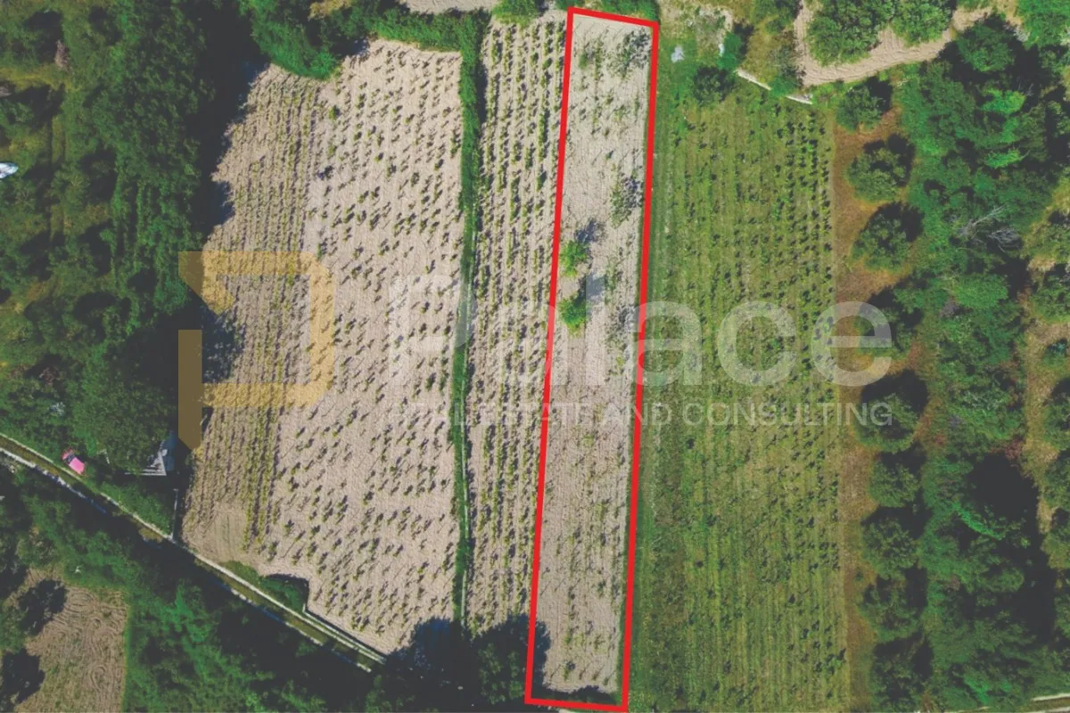 prodaja vinograda 700m2 - donje polje - slika 3