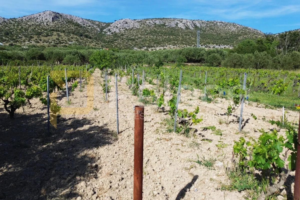 prodaja vinograda 700m2 - donje polje - slika 7