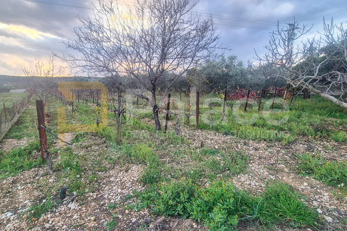 kuća na zemljištu s vinogradom i maslinikom, 2500 m2, donje polje - slika 15