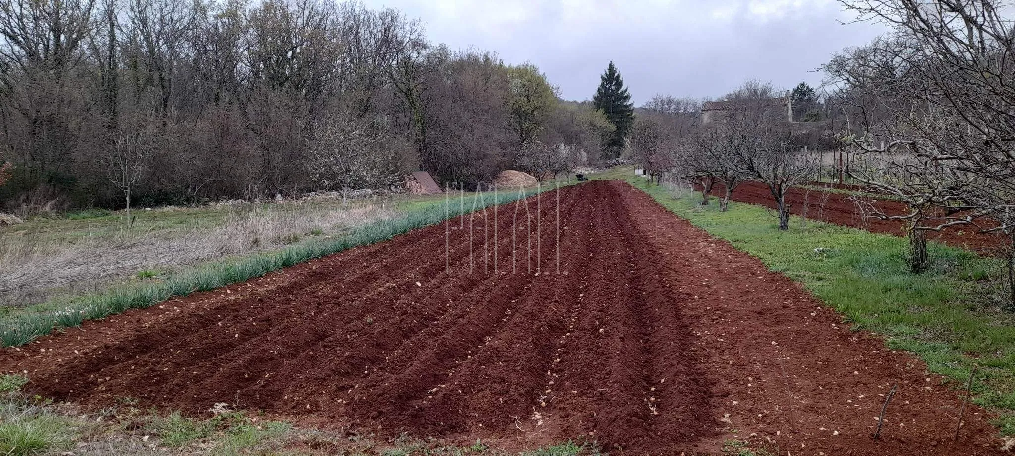 rabac (okolica), održavano imanje sa šumom 27800 m2 - slika 4