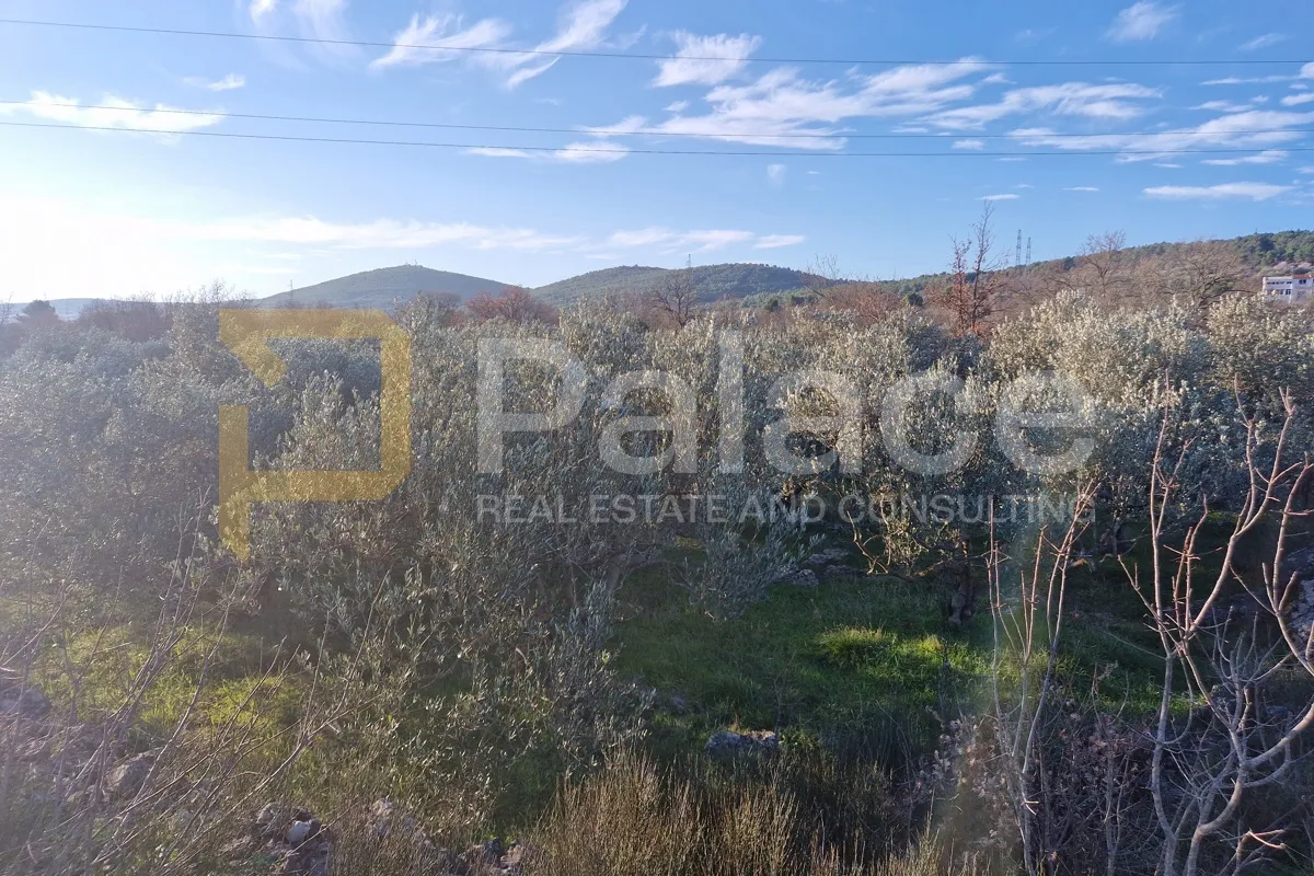 maslinik s 20 maslina, bilice-podlukovnik, 838 m2 - slika 3