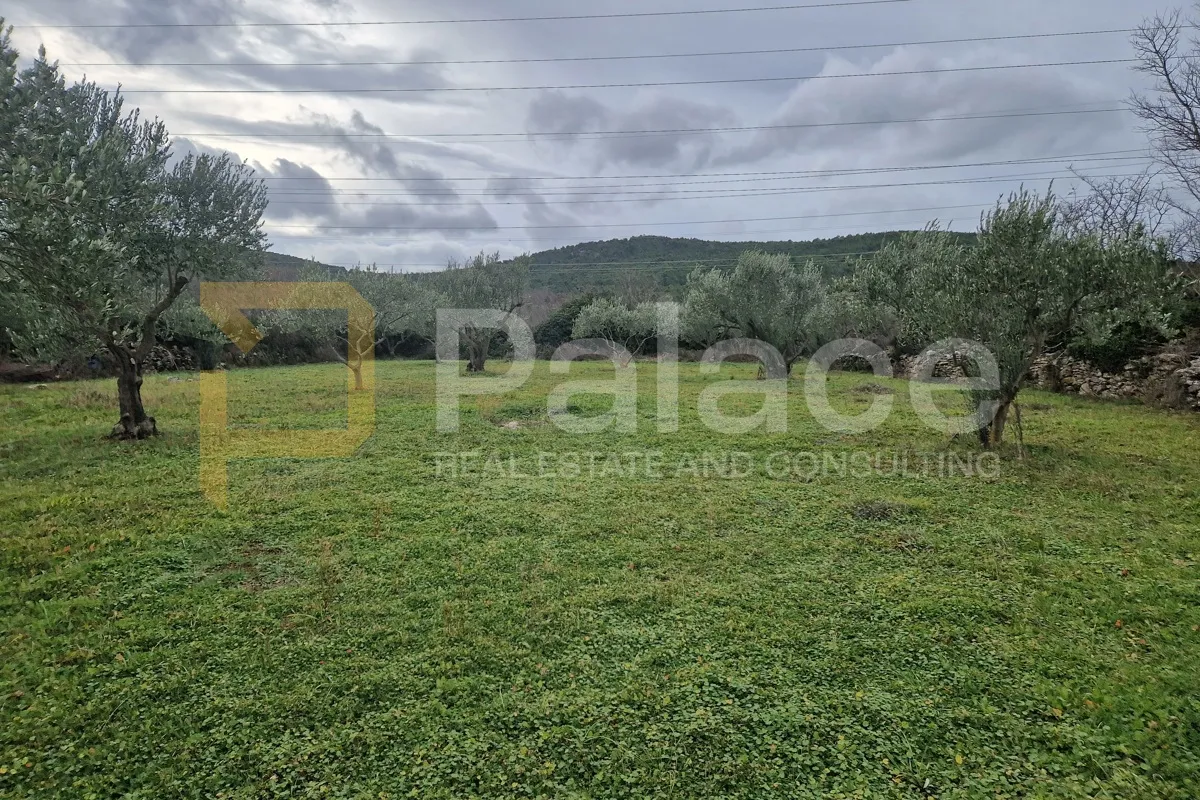 uređeni maslinik, dubrava kod šibenika, 2798 m2 - slika 3