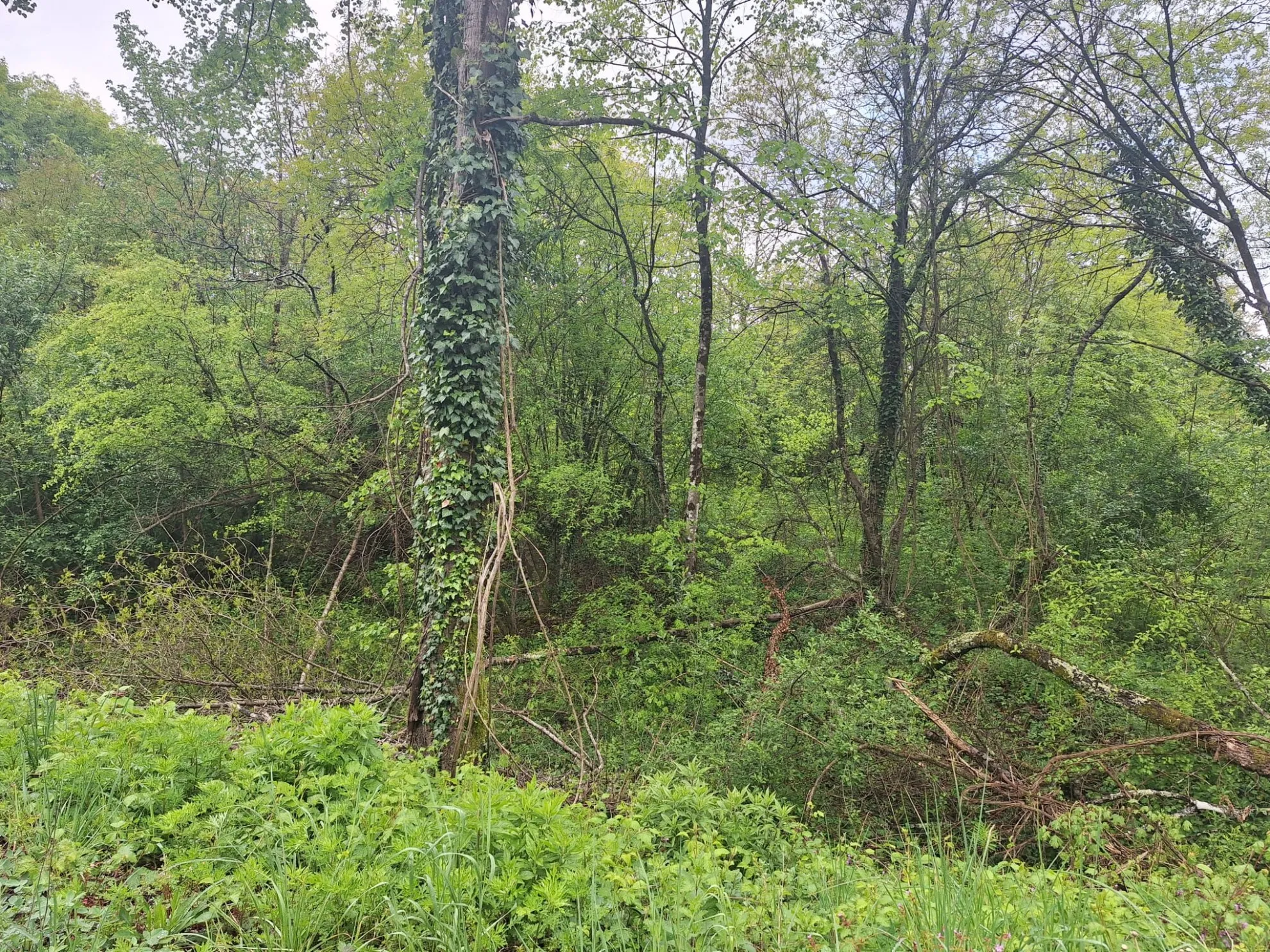 građevinsko zemljište s pristupnim putem, mali brgud, matulji, 2587m2 - slika 1