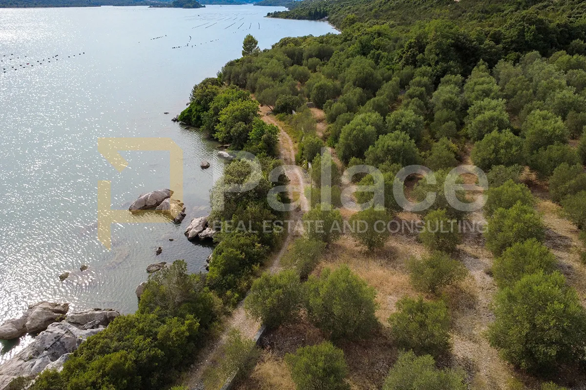 Uređen maslinik uz more - 600 maslina - Zaton Doli - 15.000 m² - Zaton Doli, Ston