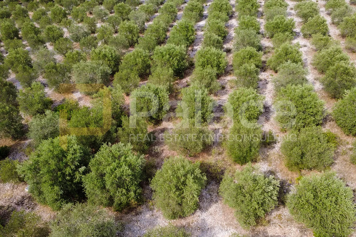 uređen maslinik uz more - 600 maslina - zaton doli - 15.000 m² - slika 2