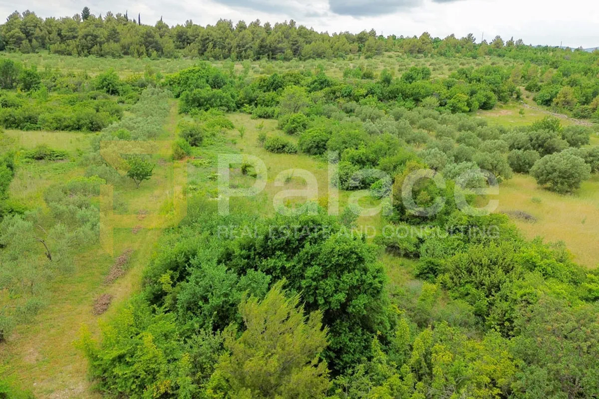 rodni maslinik s 19 maslina uredno održavan 1542 m2 skradin -međare - slika 3