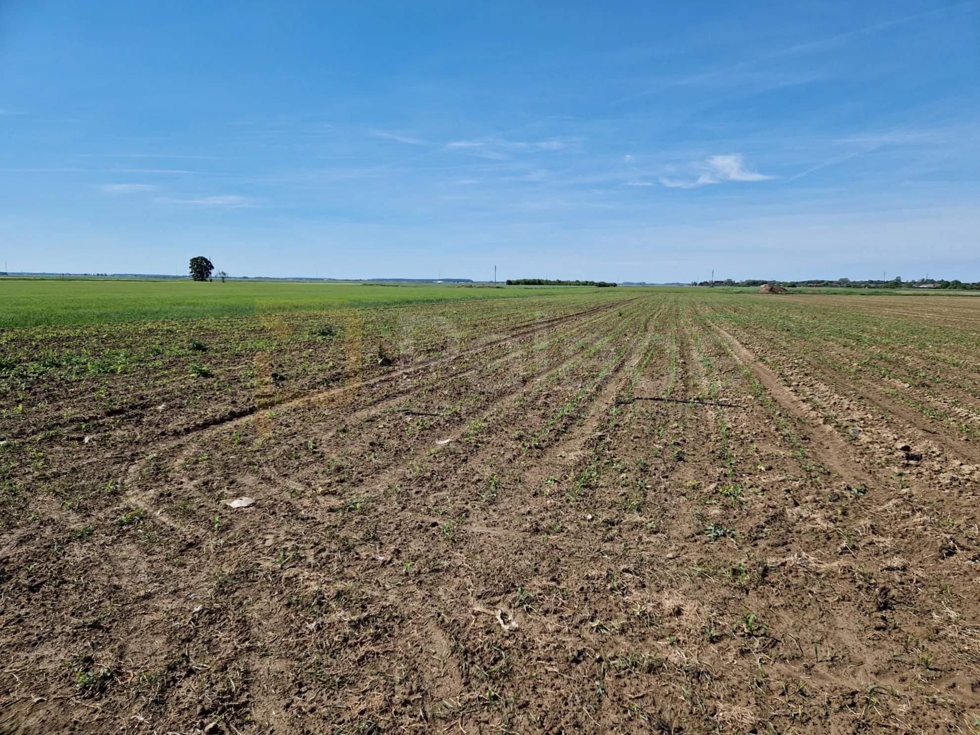 Poljoprivredno zemljište kod Čepina 7023 m2