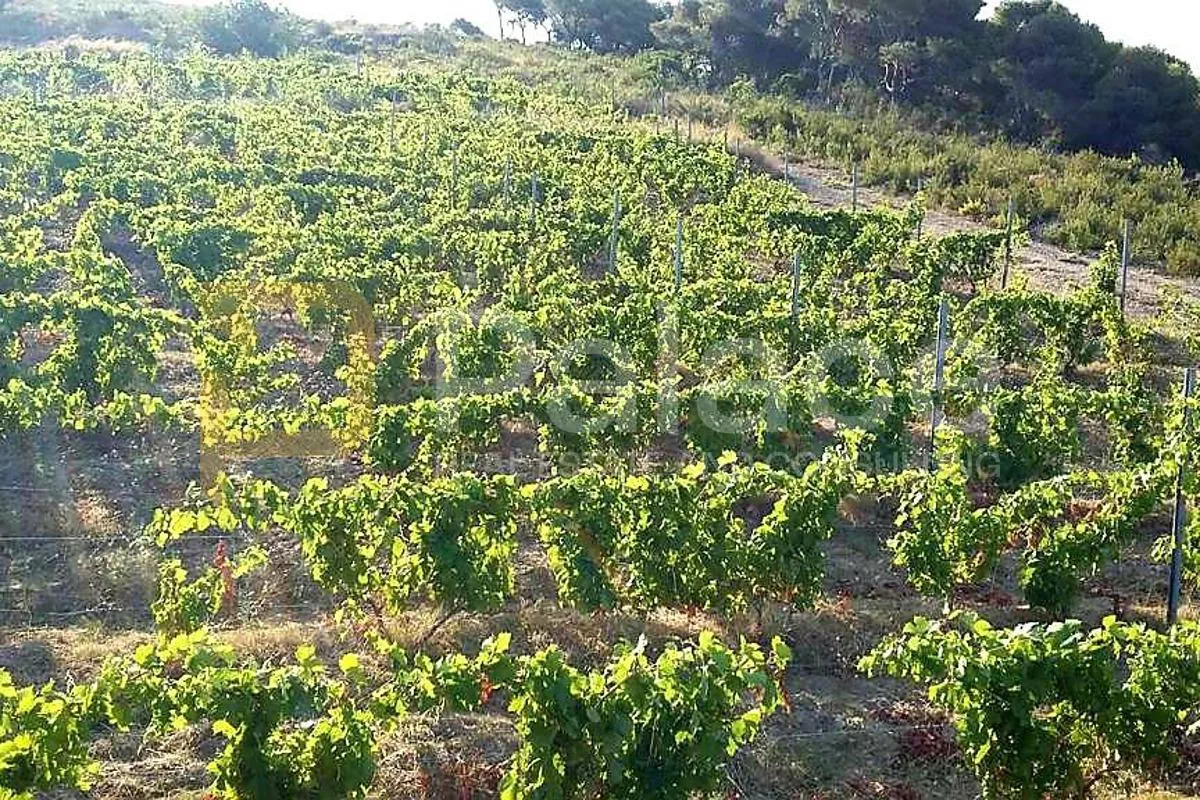 poljoprivredno zemljište s kućicom, 13.698 m² – vis, smokova - slika 5