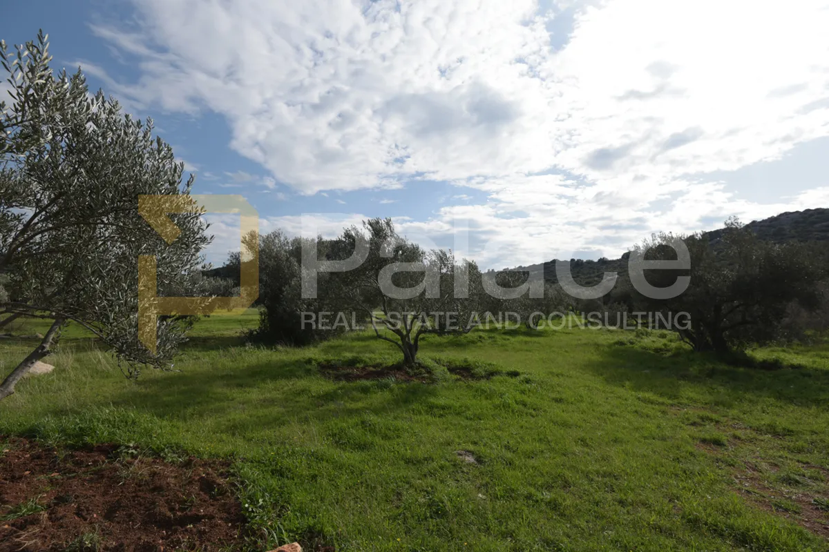 uređen i obrađivan maslinik sa 25 maslina u pirovcu, 1382 m2 - slika 4