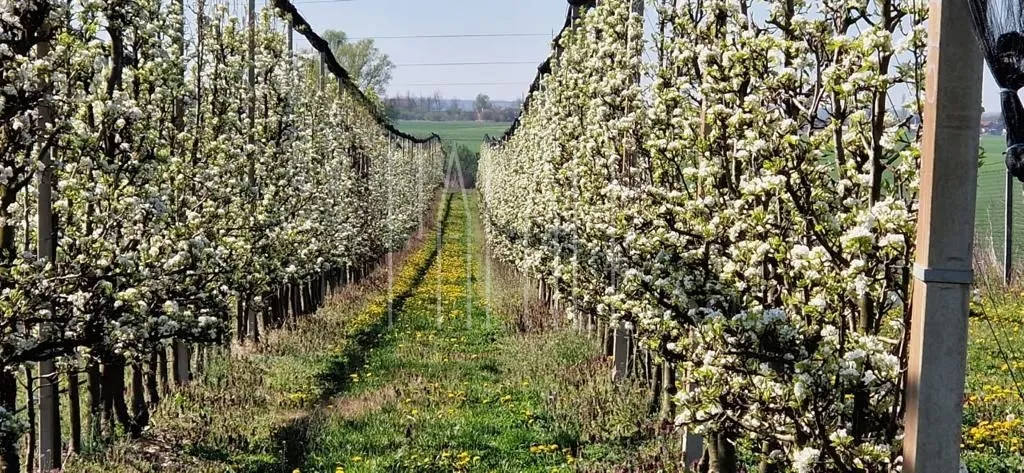 prodaja imanja novi bolman 85000 m2 (kuća s okućnicom i voćnjak) - slika 2