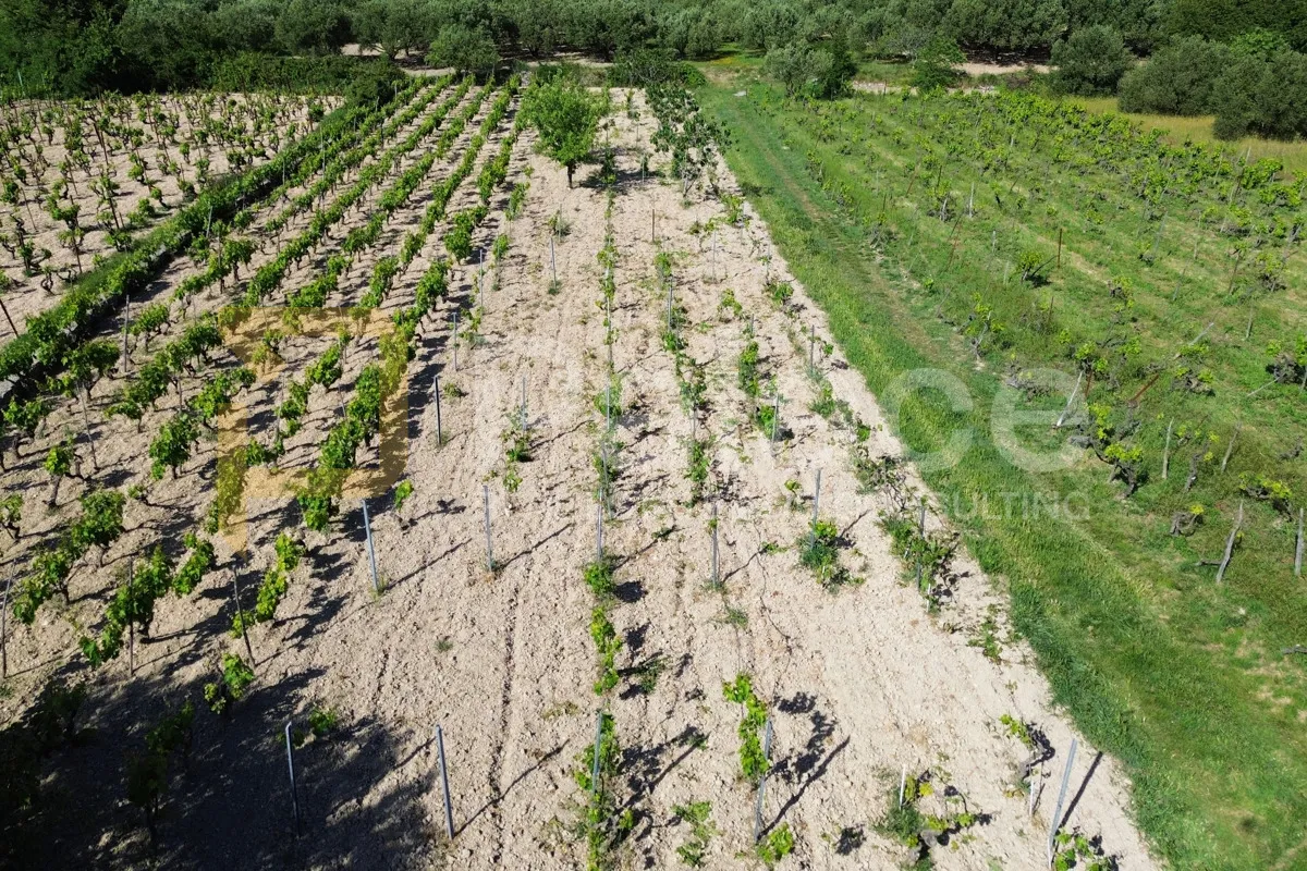 prodaja vinograda 700m2 - donje polje - slika 10