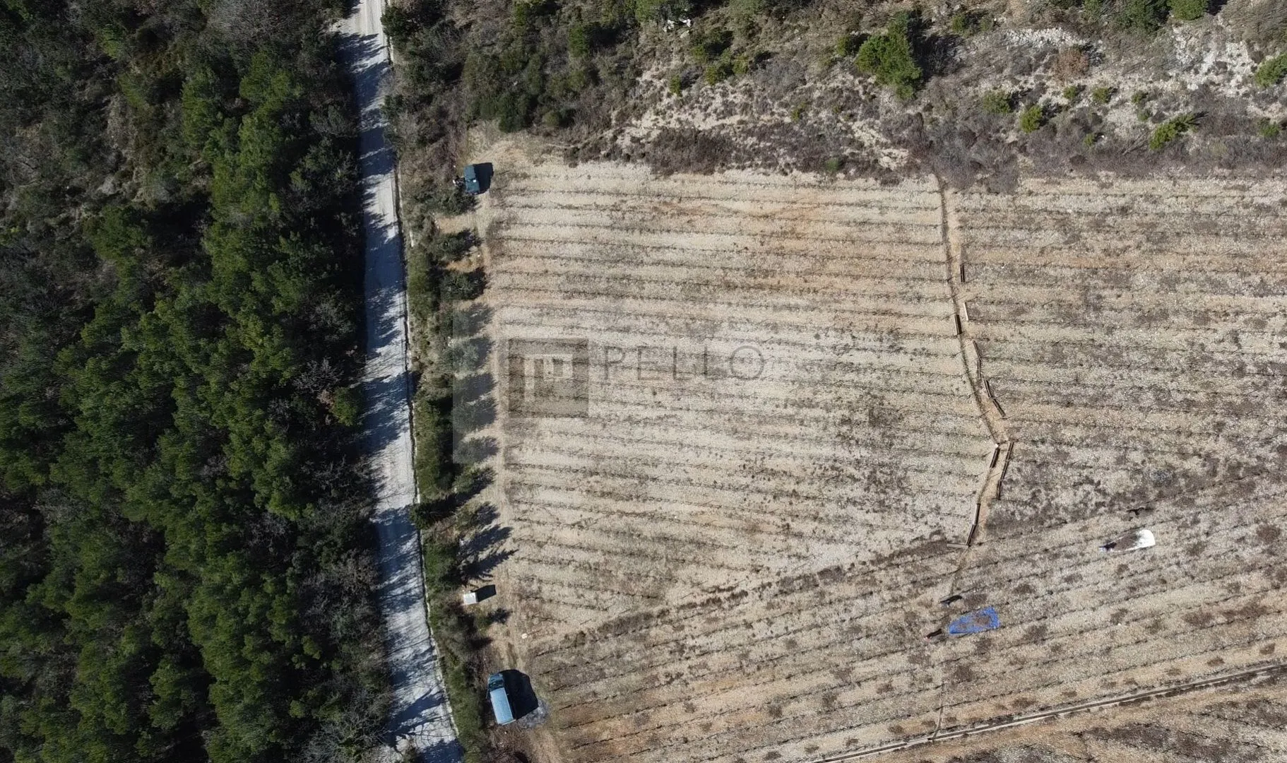 vinograd s nasadima plavca malog te maslinik na pelješcu(kuna) - slika 5