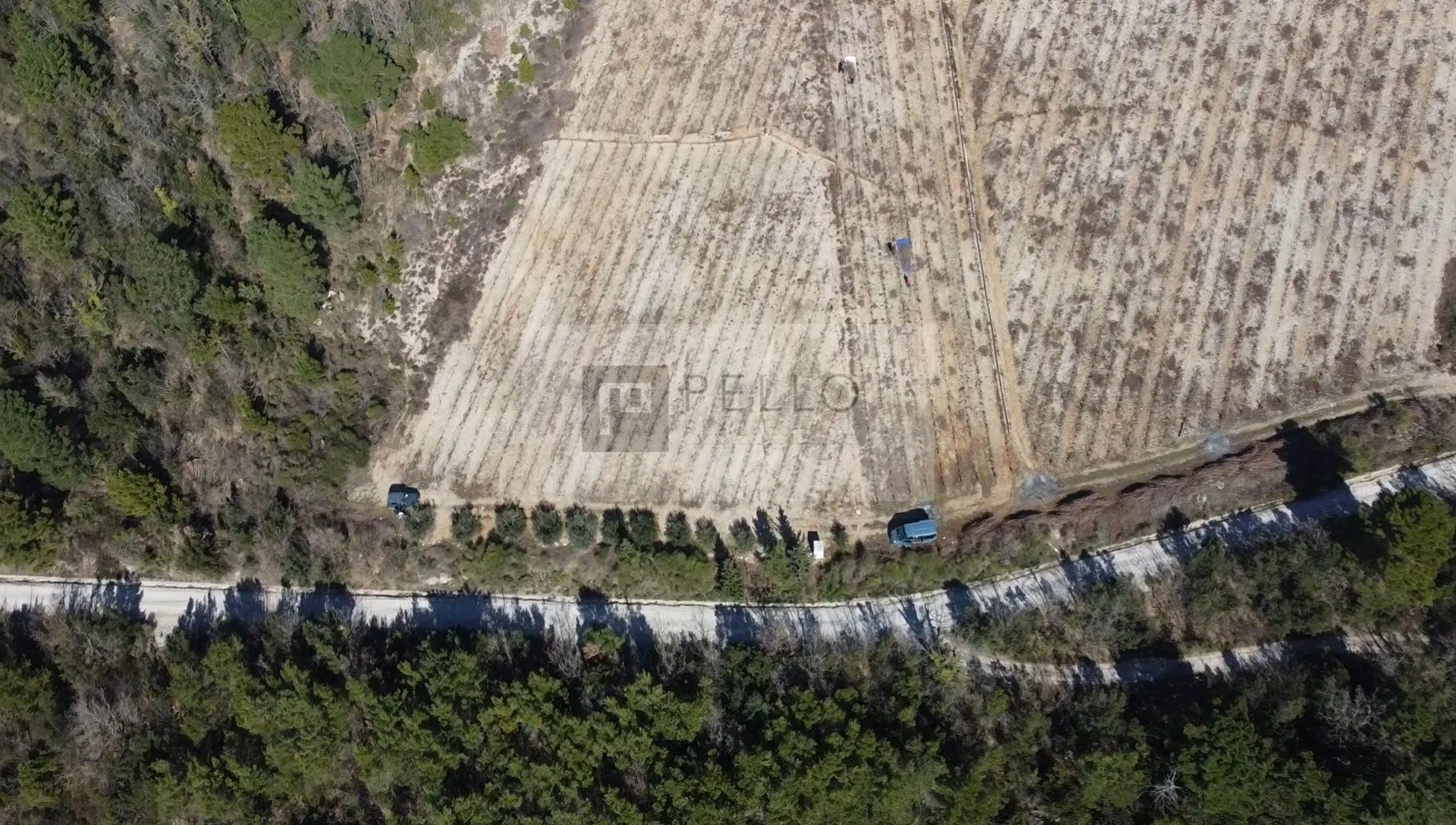 vinograd s nasadima plavca malog te maslinik na pelješcu(kuna) - slika 3