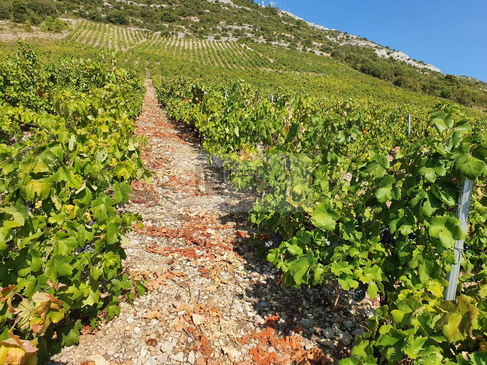 vinograd s nasadima plavca malog te maslinik na pelješcu(kuna) - slika 2